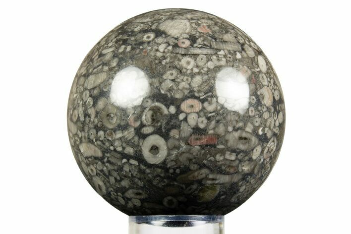 Fossil Crinoid Stems In Marble Sphere #308988